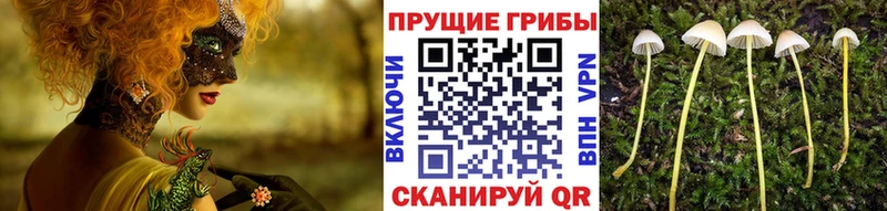 Псилоцибиновые грибы прущие грибы  где купить наркотик  Дзержинск 